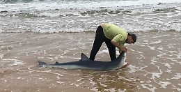 Uno squalo di due metri spiaggiato a Scicli: forse ucciso dall'elica di un motore