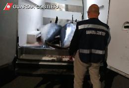 Otto tonni rossi da quasi 2 tonnellate sequestrati nel Palermitano