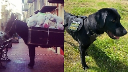 Castelbuono: dopo l'asino operatore ecologico, ecco il cane che raccoglie la plastica