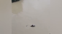 Campi allagati a Ponte Braldo, i cavalli cercano di mettersi in salvo a nuoto