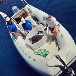 Soccorsa a Salina una tartaruga con occlusione intestinale da plastica