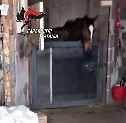 Catania: monitorata corsa clandestina sui social, carabinieri sequestrano cavallo
