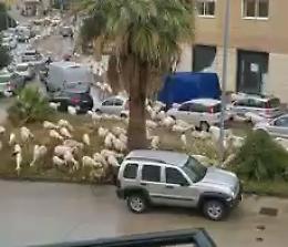 Agrigento, il maxi gregge di pecore al pascolo nelle aiuole spartitraffico