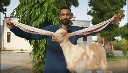 Simbi, la capretta con le orecchie da record: 55 cm