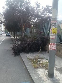 Catania: ramo d'albero riverso sul marciapiede
