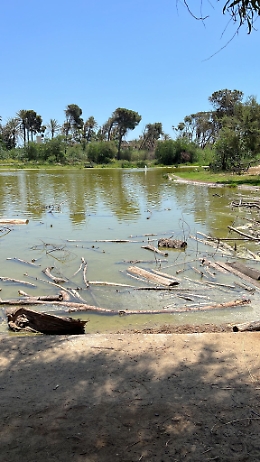 Catania, Plaia: una palude al posto del boschetto