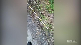 Trovato asparago selvatico da record in Molise: &egrave; lungo 4,12 metri