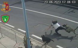 Assalito dai cani dentro il porto a Catania, denunciata la titolare di un cantiere navale