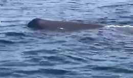 I capodogli tornano nei mari della Costiera Amalfitana