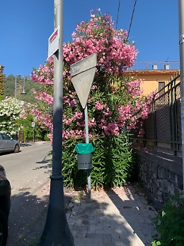 Santa Tecla: marciapiedi invasi da oleandri