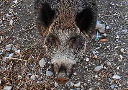 Cinghiali e rischio peste suina anche in Sicilia, Istituto Zooprofilattico prepara la "difesa"