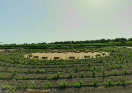 Piccole viti crescono… con Mozart