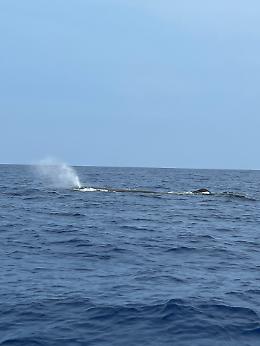 Avvistato capodoglio al largo delle Eolie