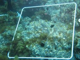 Dalla parte del riccio di mare di Sicilia: al via il progetto per difenderlo