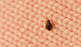 Parigi invasa dalle cimici dei letti, il Comune: «E' un flagello»