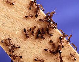 La formica di fuoco è arrivata in Italia, in Sicilia il primo avvistamento a Siracusa: è allarme invasione