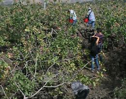 Il pistacchio "accende" la campagne