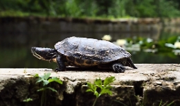 L'invasione delle specie aliene: almeno 1.300 "censite" tra la Sicilia e Malta