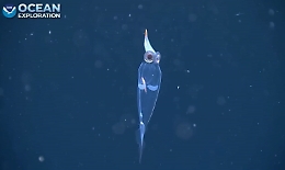 Ecco il "calamaro di vetro", è l'essere vivente più trasparente in natura