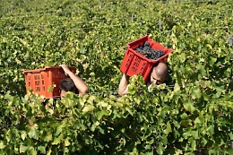 Chiusa la vendemmia in Sicilia, produzione in calo del 40% ma la qualità è elevata