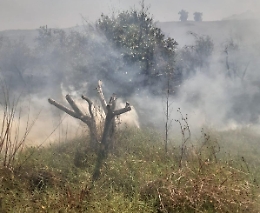 Coldiretti: "In Sicilia 161 incendi in un mese"
