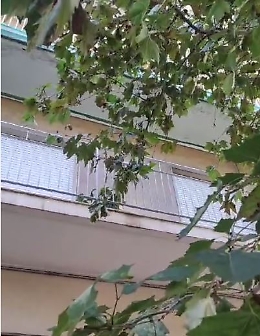 Catania: in via Androne gli alberi stanno entrando in casa...