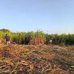 In Sicilia la prima distilleria di Rum da campi canna da zucchero: a Modica nasce "Alma"