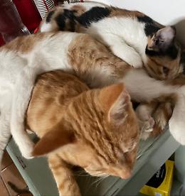 Cacciatori uccidono gatta mamma e un altro micio, denuncia Aidaa nell'Ennese