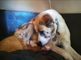 4 ottobre Giornata Mondiale degli Animali 