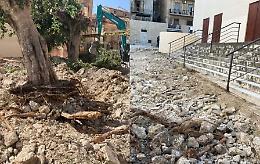 Palma, rimossi gli alberi di piazza Matteotti (ma saranno trapiantati altrove)
