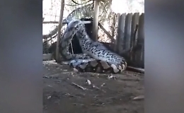 Indica, catturato un gigantesco pitone