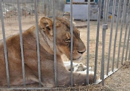 Ladispoli, leone scappa dal circo: paura in città