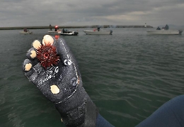 Perché i ricci di mare in Sicilia sono a rischio estinzione: una ricerca "inchioda" i pescatori di frodo
