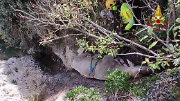 Mucca precipita in un fossato a Noto: recuperata con un elicottero dei vigili del fuoco