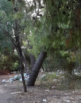 Calatabiano: riserva naturale di Fiumefreddo stracolma di rifiuti tra l'indifferenza dei forestali