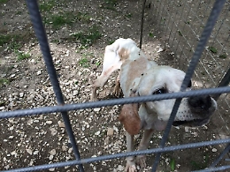 Zoomafia in Sicilia: così i clan sfruttano cani e cavalli (e non solo)