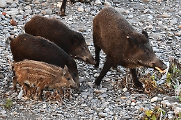 Lotta alla peste suina, abbattuti (o catturati) solo 4.500 cinghiali