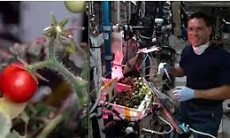 Ritrovato dopo otto mesi il pomodoro perduto sulla Stazione Spaziale