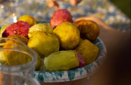 Al via il Consorzio di tutela Ficodindia dell'Etna Dop: il vertice è tutto al femminile