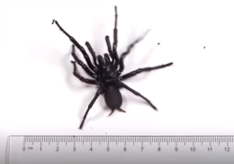 Preso in Australia il ragno dei cuniculi pi&ugrave; grande mai osservato