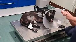 Brucia un cane in piazza e la folla lo vuole linciare: il video è virale