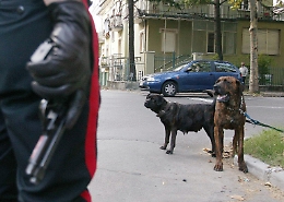 Muore sbranato da rotweiller mentre fa jogging vicino Roma