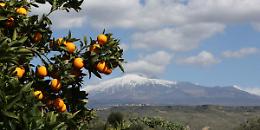 L'arancia rossa al terzo posto in Italia per valore e produzione tra i prodotti Igp