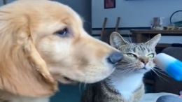 Dalle coccole alle cure: lo Stato aiuta con un bonus chi ha un animale domestico