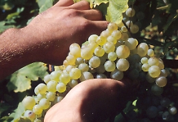I produttori di vino dell'Etna: «Non chiudete la stazione carabinieri a Passopisciaro»