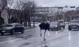 Struzzo in fuga dallo zoo di Seul, ripreso dopo un'ora