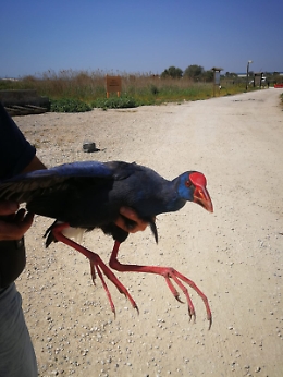 Sulla spiaggia della Plaia un pollo sultano: è una specie in via di estinzione