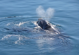 Sorpresa: la balenottera azzurra non rischia (quasi) più l'estinzione