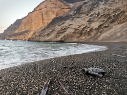 Vivere la schiusa delle uova della caretta caretta (e non solo) a Linosa con Aethusa