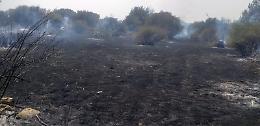 Inferno di fuoco nell&rsquo;Agrigentino: distrutti 600 ulivi, cenere e 10mila euro di danni